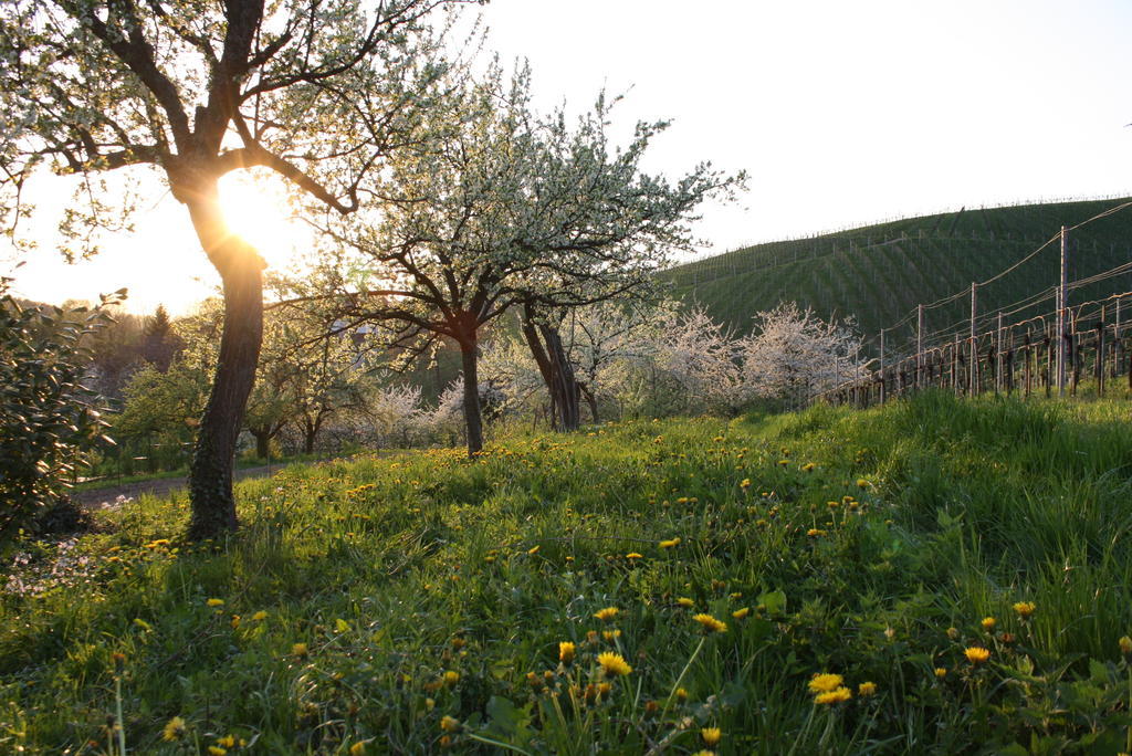 Pension Am Weinberg ซัสบาควัลเดิน ภายนอก รูปภาพ